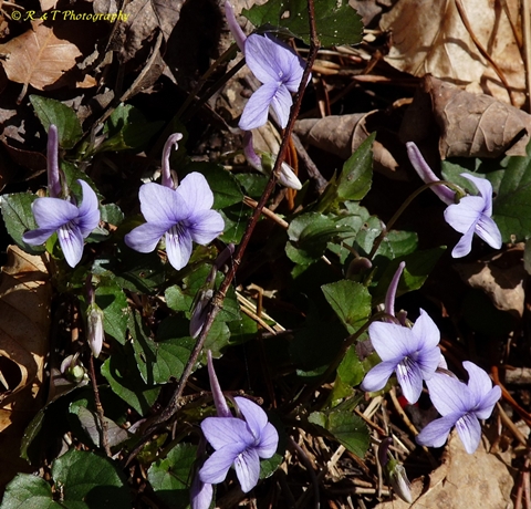 {Viola rostrata}